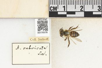 Media type: image;   Entomology 770578 Aspect: Labels
